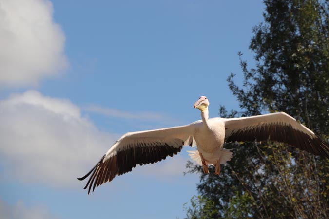 Parc des Oiseaux