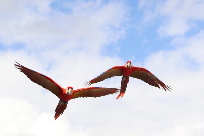 Parc des Oiseaux Parc des Oiseaux