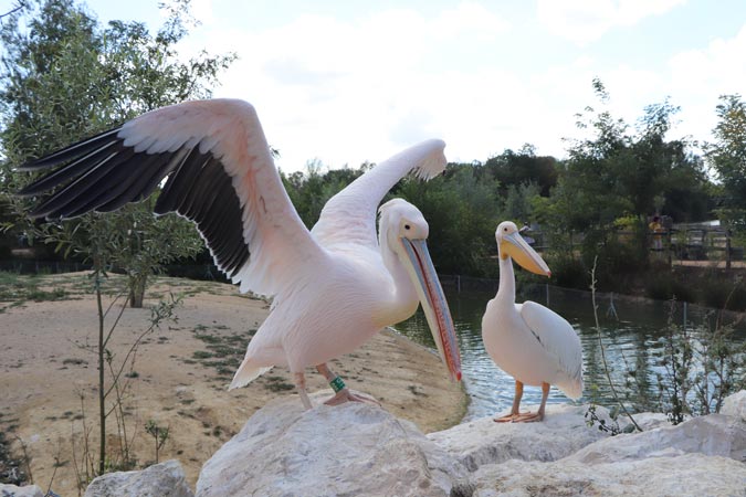 Parc des Oiseaux