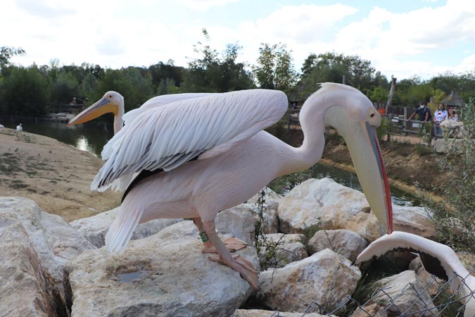 Parc des Oiseaux Parc des Oiseaux