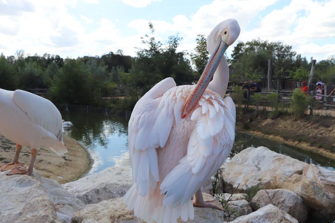 Parc des Oiseaux Parc des Oiseaux