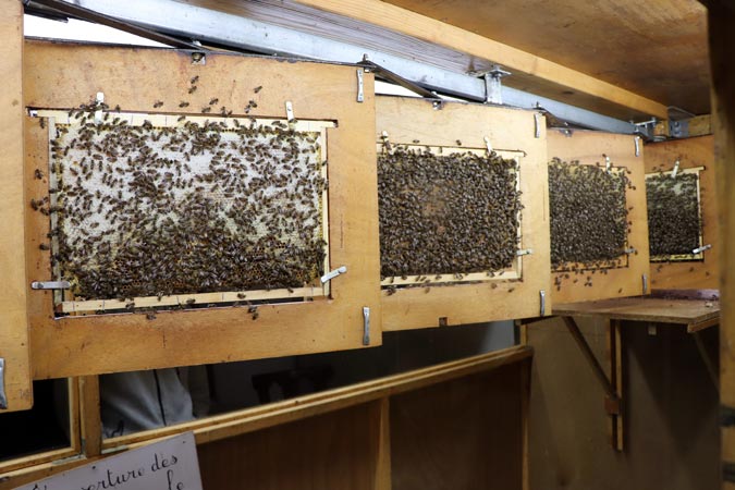 Musée des abeilles à Mesnay