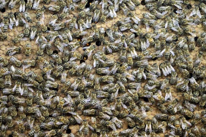 Musée des abeilles à Mesnay