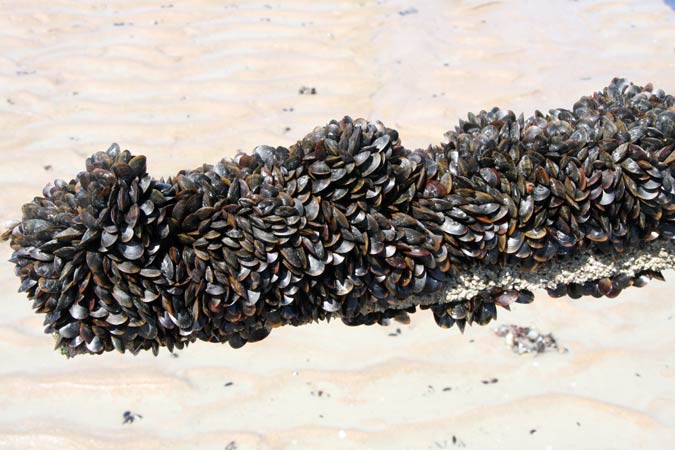 Baie du Mt St Michel