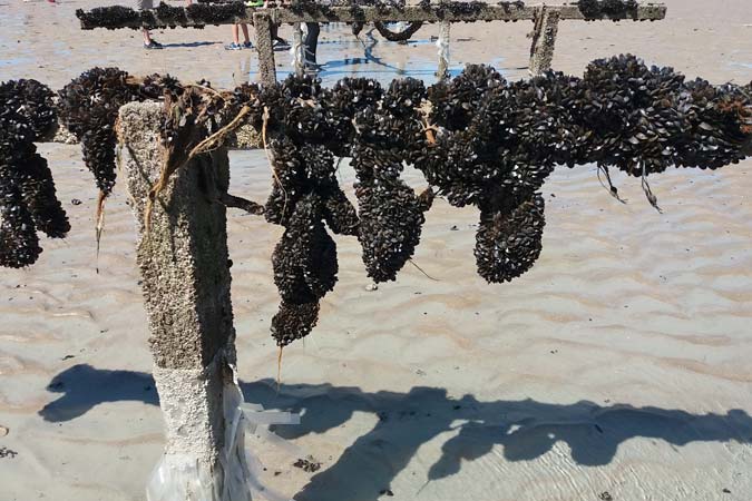 Baie du Mt St Michel