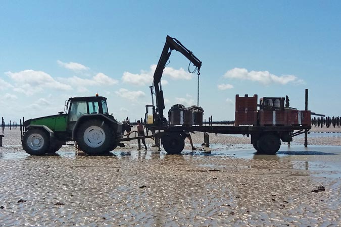 Baie du Mt St Michel