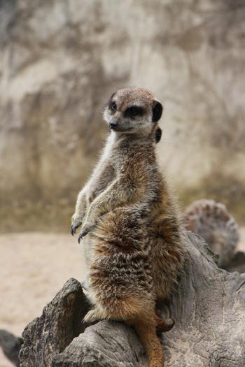 Suricate