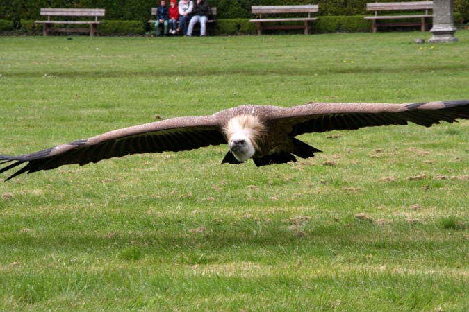 Vautour