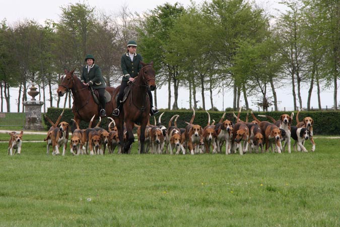 Chiens de chasse