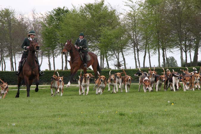 Chiens de chasse