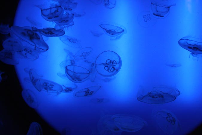 Aquarium de Saint Malo