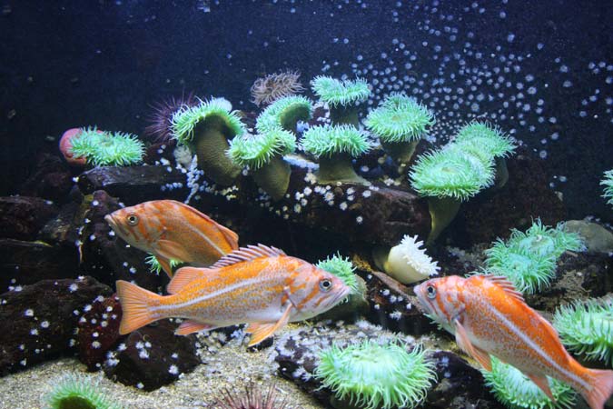 Aquarium de Saint Malo