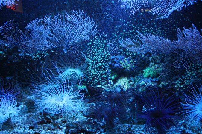 Aquarium de Saint Malo