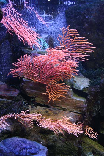 Aquarium de Saint Malo