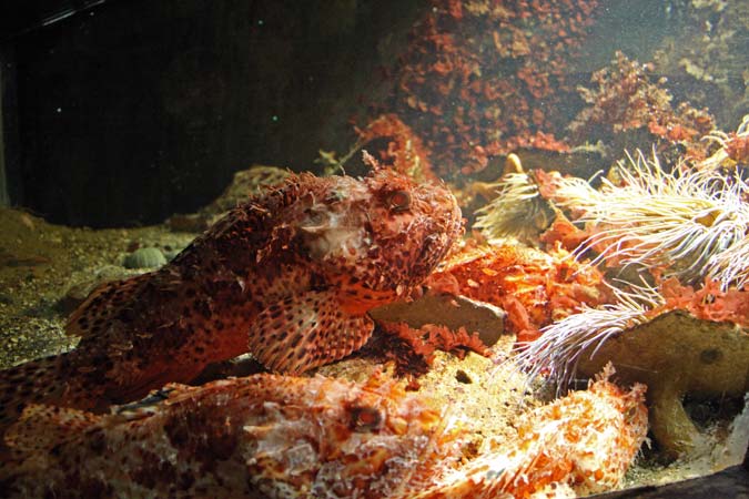 Aquarium de Saint Malo