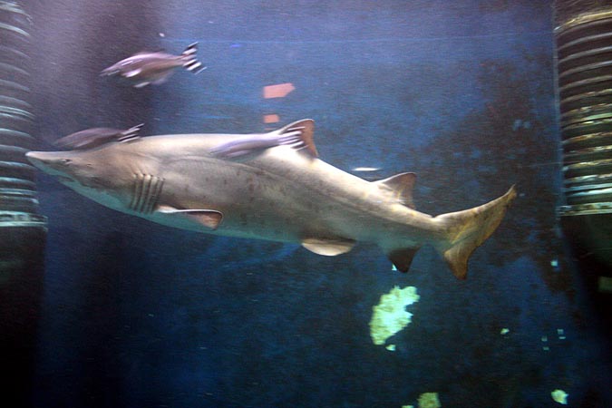 Aquarium de Saint Malo