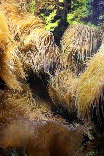Aquarium de Saint Malo