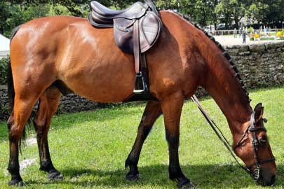 Haras de Hennebont