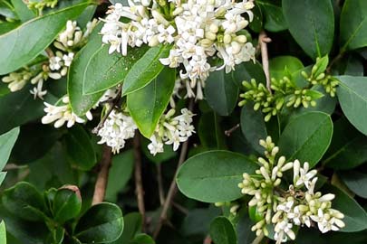 Fleurs de fusain