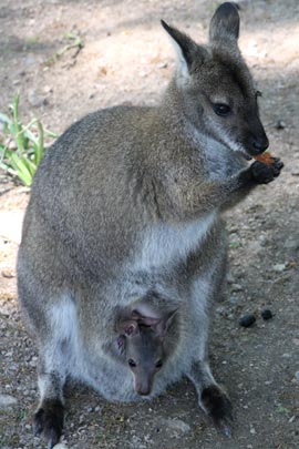 Parc des kangourous