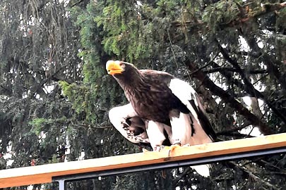 Volerie des aigles