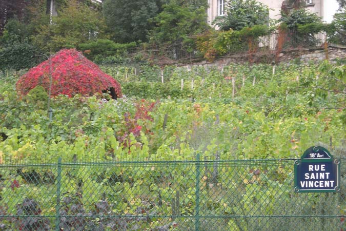 Les vignes de la butte rouge.