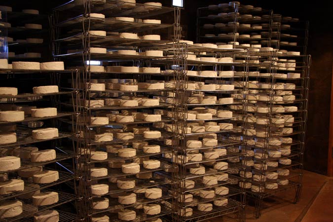 Camembert Camembert