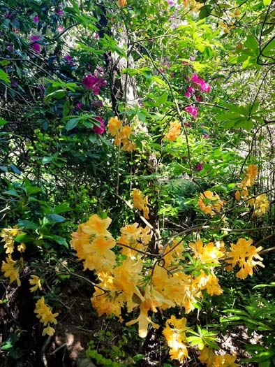Jardin en hommage à Prévert