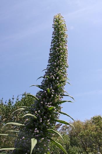 Jardin de Vauville Jardin de Vauville