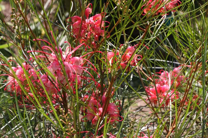 Jardin de Vauville Jardin de Vauville