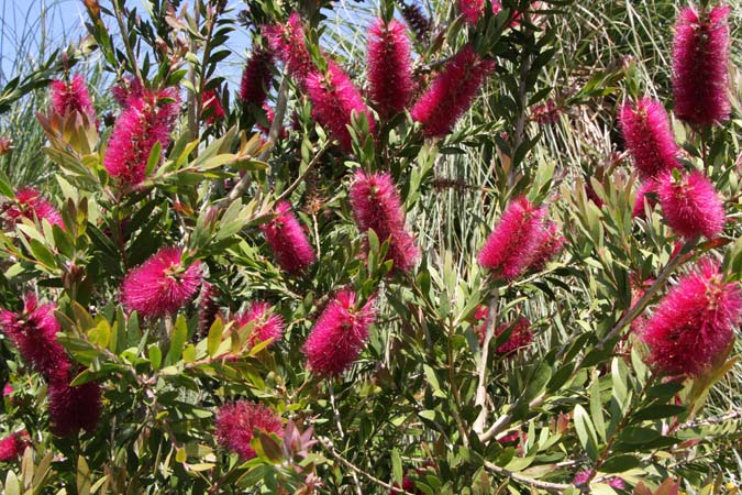 Jardin de Vauville Jardin de Vauville