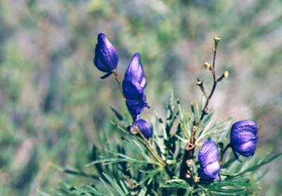 Fleurs des Pyr�n�es