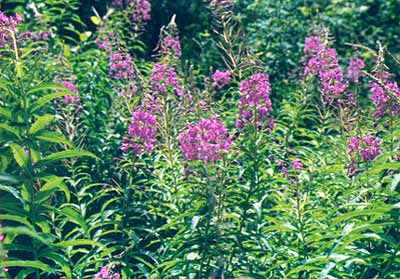 Fleurs des Pyr�n�es