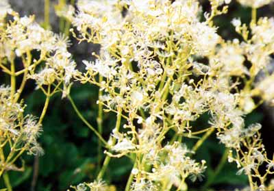 Fleurs des Pyr�n�es