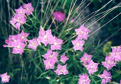 Fleurs des Pyr�n�es