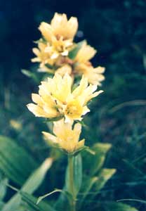 Fleurs des Pyr�n�es