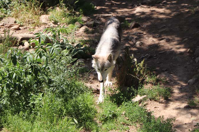 Les loups du Gevaudan Les loups du Gevaudan