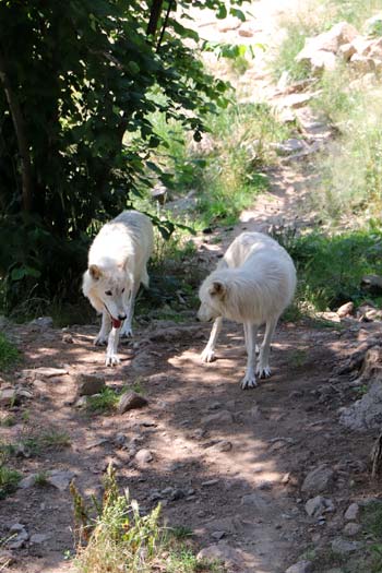 Les loups du Gevaudan Les loups du Gevaudan