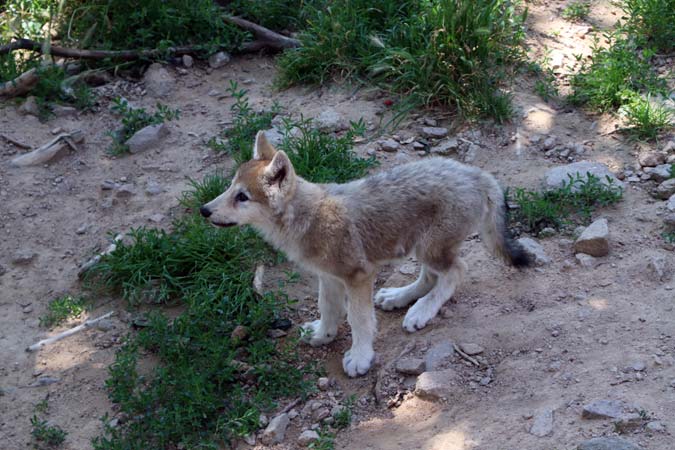 Les loups du Gevaudan Les loups du Gevaudan