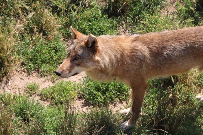 Les loups du Gevaudan Les loups du Gevaudan