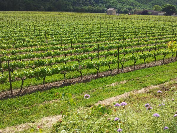 Saint Vincent Rive d'Olt Saint Vincent Rive d'Olt