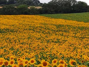 Tournesols