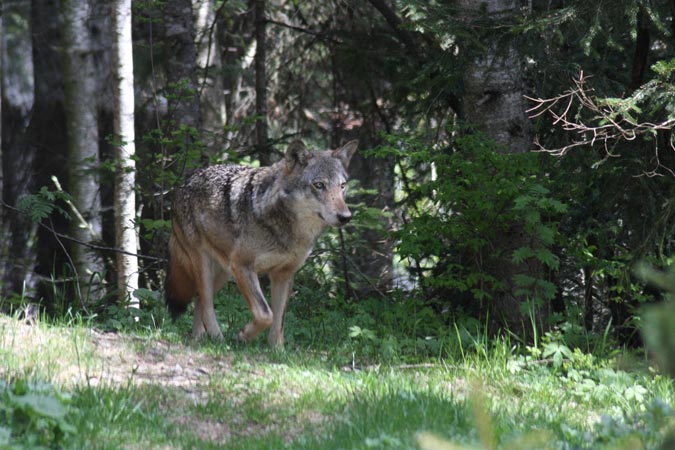 Parc Alpha-Loup. Parc Alpha-Loup.
