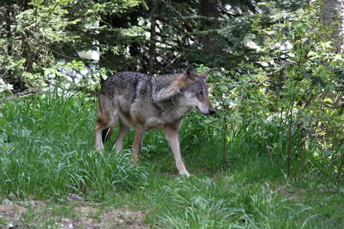 Parc Alpha-Loup. Parc Alpha-Loup.