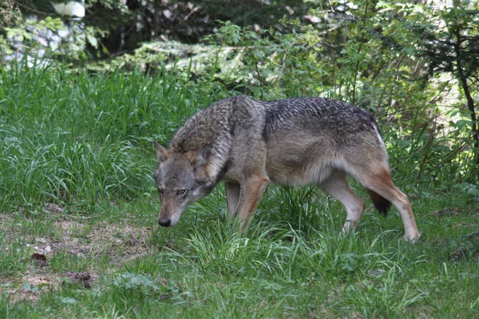Parc Alpha-Loup. Parc Alpha-Loup.