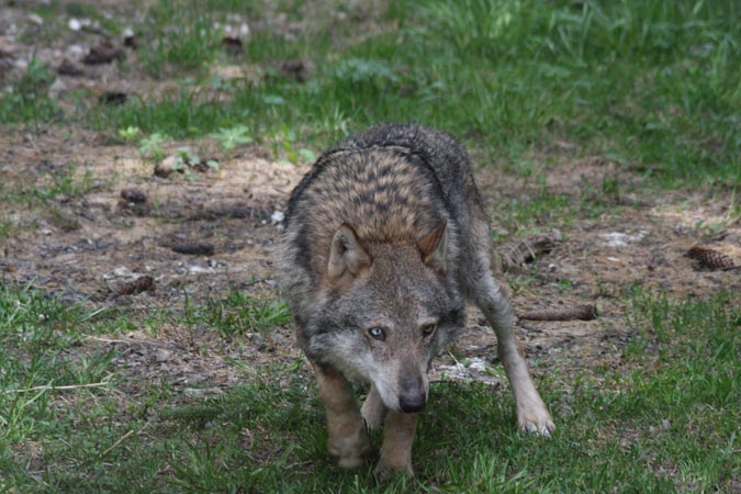 Parc Alpha-Loup. Parc Alpha-Loup.