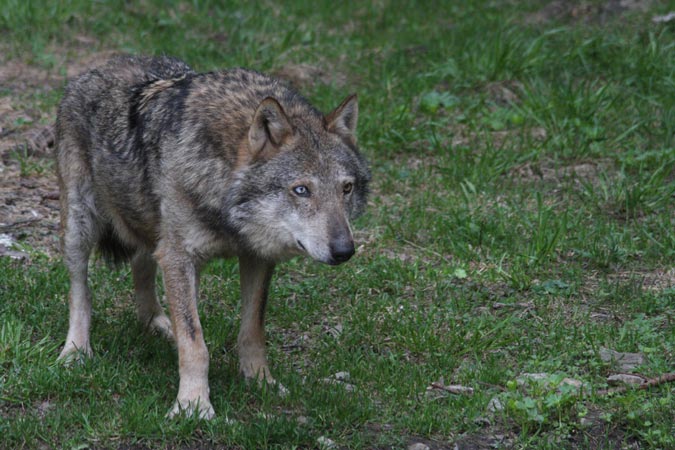 Parc Alpha-Loup. Parc Alpha-Loup.