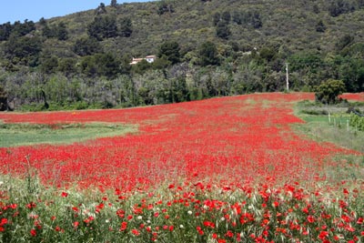 Entre Volx et Manosque