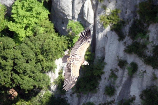 Verdon.