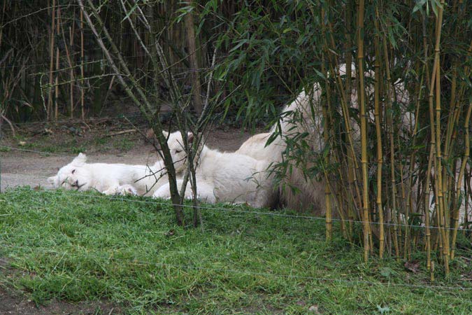 Zoo La Flèche Zoo La Flèche